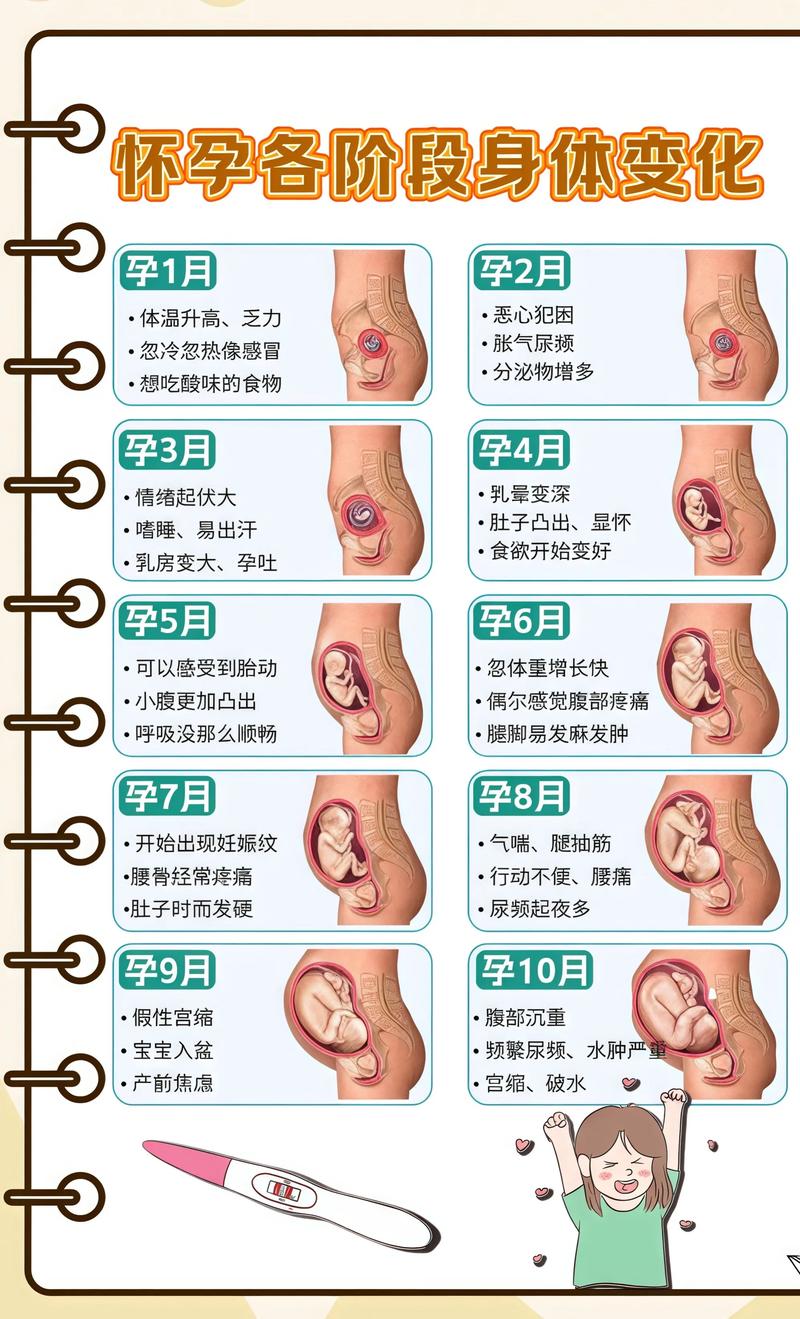 揭秘供卵代孕妈妈怀孕小腹分两节，孕期变化的奥秘忠县代生机构: